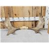 Image 1 : 33" Wide Moose Antlers On Skull Plate