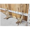 Image 2 : 33" Wide Moose Antlers On Skull Plate