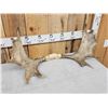Image 3 : 33" Wide Moose Antlers On Skull Plate