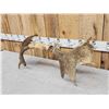 Image 5 : 33" Wide Moose Antlers On Skull Plate