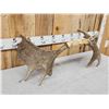 Image 6 : 33" Wide Moose Antlers On Skull Plate