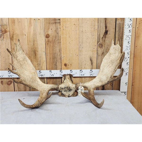 44" Wide Moose Antlers On Skull Plate