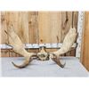 Image 1 : 44" Wide Moose Antlers On Skull Plate