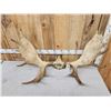 Image 2 : 44" Wide Moose Antlers On Skull Plate
