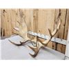 Image 3 : 44" Wide Moose Antlers On Skull Plate