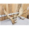 Image 4 : 44" Wide Moose Antlers On Skull Plate