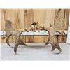 Image 5 : 44" Wide Moose Antlers On Skull Plate