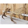 Image 6 : 44" Wide Moose Antlers On Skull Plate