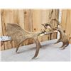 Image 7 : 44" Wide Moose Antlers On Skull Plate