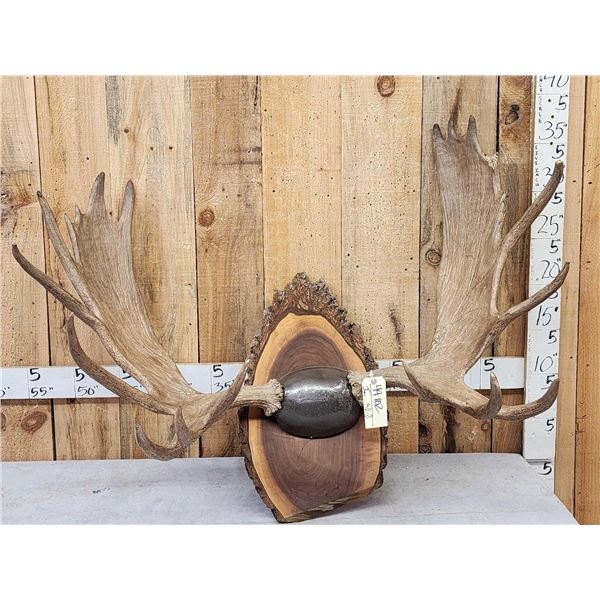 48" Wide Moose Antlers On Plaque