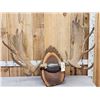 Image 1 : 48" Wide Moose Antlers On Plaque