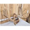 Image 3 : 48" Wide Moose Antlers On Plaque