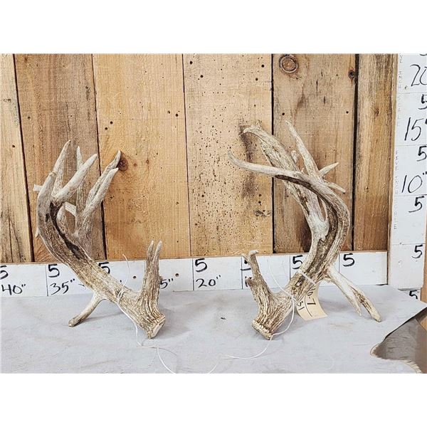 Set Of Big Gnarly Nontypical Texas Whitetail Shed Antlers