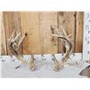 Image 1 : Set Of Big Gnarly Nontypical Texas Whitetail Shed Antlers
