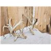 Image 2 : Set Of Big Gnarly Nontypical Texas Whitetail Shed Antlers