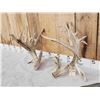 Image 3 : Set Of Big Gnarly Nontypical Texas Whitetail Shed Antlers