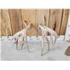 Image 4 : Set Of Big Gnarly Nontypical Texas Whitetail Shed Antlers