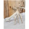 Image 6 : Set Of Big Gnarly Nontypical Texas Whitetail Shed Antlers