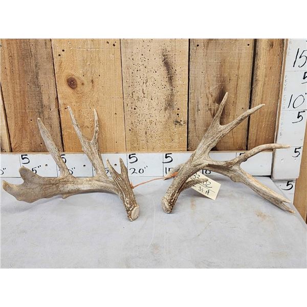 Main Frame 5x5 Whitetail Shed Antlers