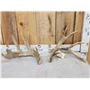 Image 1 : Main Frame 5x5 Whitetail Shed Antlers