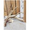 Image 2 : Main Frame 5x5 Whitetail Shed Antlers