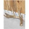 Image 3 : Main Frame 5x5 Whitetail Shed Antlers