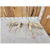 Image 4 : Main Frame 5x5 Whitetail Shed Antlers