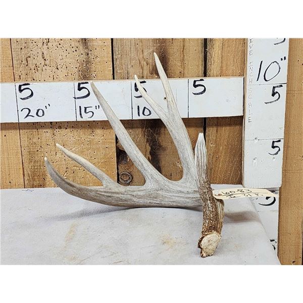 Nice 5 Point Whitetail Shed Antler
