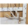 Image 1 : Nice 5 Point Whitetail Shed Antler