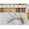 Image 2 : Nice 5 Point Whitetail Shed Antler