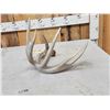Image 3 : Nice 5 Point Whitetail Shed Antler