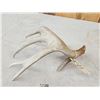 Image 4 : Nice 5 Point Whitetail Shed Antler