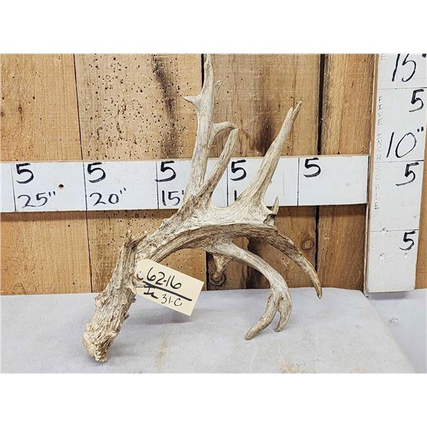 106" Whitetail Shed Antler
