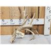 Image 1 : 106" Whitetail Shed Antler