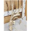 Image 2 : 106" Whitetail Shed Antler