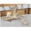 Image 3 : 106" Whitetail Shed Antler