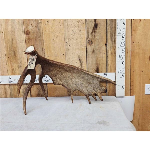 14.4 Lbs Alaskan Self Standing Moose Shed Antler