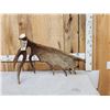 Image 1 : 14.4 Lbs Alaskan Self Standing Moose Shed Antler
