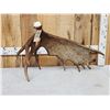 Image 2 : 14.4 Lbs Alaskan Self Standing Moose Shed Antler