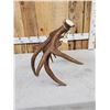 Image 3 : 14.4 Lbs Alaskan Self Standing Moose Shed Antler