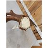 Image 4 : 14.4 Lbs Alaskan Self Standing Moose Shed Antler