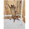 Image 6 : 14.4 Lbs Alaskan Self Standing Moose Shed Antler
