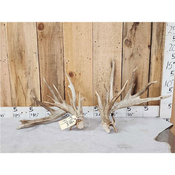 BIG Nontypical Texas Whitetail Shed Antlers