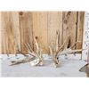 Image 1 : BIG Nontypical Texas Whitetail Shed Antlers