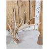 Image 2 : BIG Nontypical Texas Whitetail Shed Antlers
