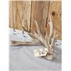 Image 3 : BIG Nontypical Texas Whitetail Shed Antlers