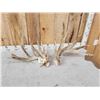 Image 4 : BIG Nontypical Texas Whitetail Shed Antlers