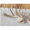 Image 5 : BIG Nontypical Texas Whitetail Shed Antlers