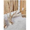 Image 6 : BIG Nontypical Texas Whitetail Shed Antlers