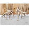 Image 7 : BIG Nontypical Texas Whitetail Shed Antlers